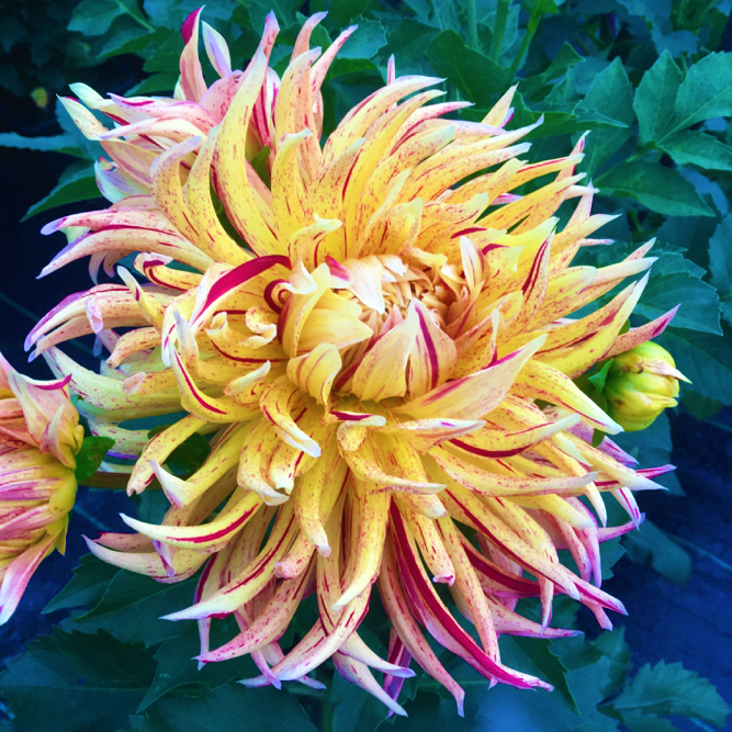 Dahlia Cambridge